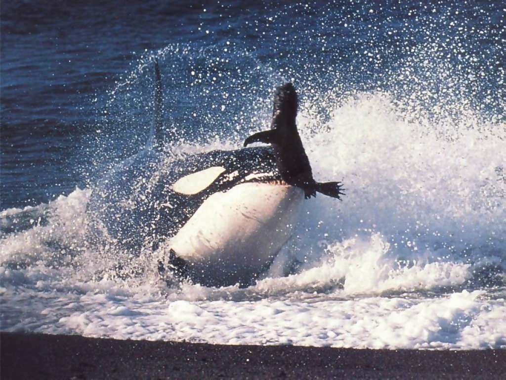 killer_whale_attack_seal_large.jpg